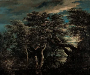 Ein Sumpf im Wald bei Dämmerung
